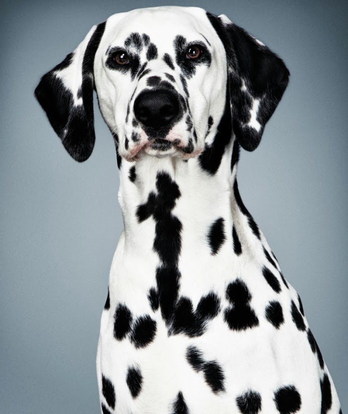 699x831xcruella-fashion10.jpg.pagespeed.ic.LqHciXKwDA